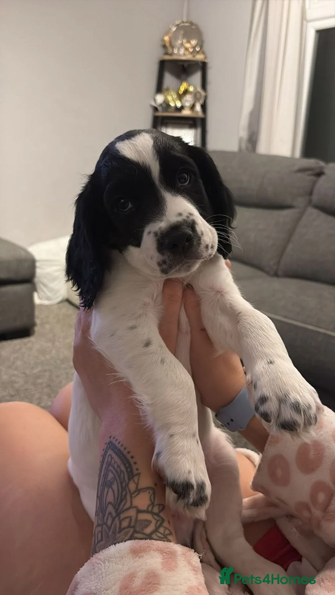 Sprocker dogs for sale: Sprocker puppies in Nottingham - Advert 1