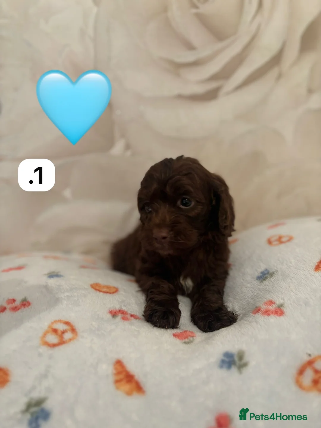 Cockapoo dogs for sale: Beautiful f1 cockapoos rare colours  - Advert 2