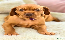 Hungarian Vizsla dogs for sale: Adorable vizsla puppies, exceptional pedigree - Image 12