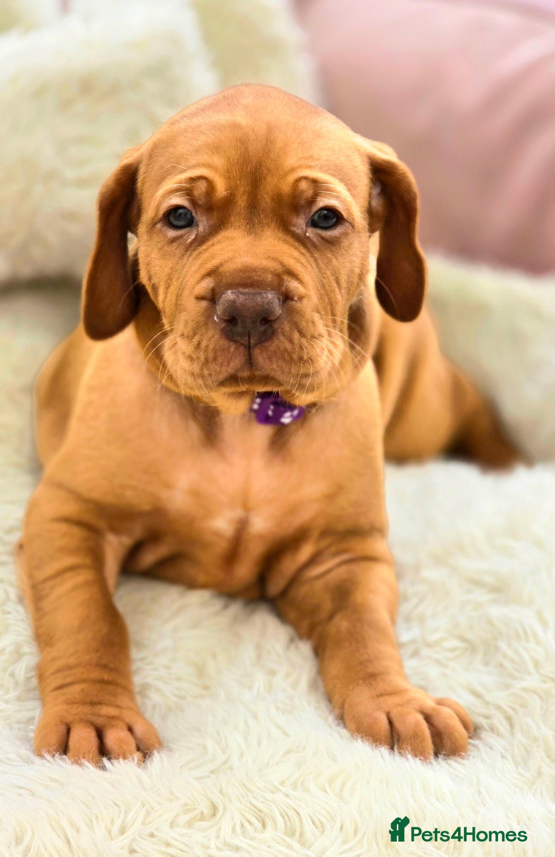 Hungarian Vizsla dogs for sale: Adorable vizsla puppies, exceptional pedigree - Image 12
