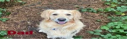 Golden Retriever dogs for sale: Gorgeous Goldies! Golden Retriever Puppies  - Advert 9