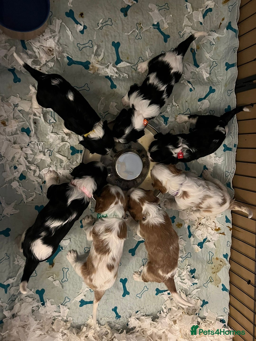 Cavalier King Charles Spaniel dogs for stud: CAVALIER TRI COLOUR STUD - HEALTH TESTED in Mablethorpe - Advert 8