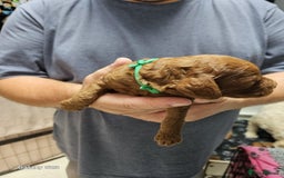 Cockapoo dogs for sale: FULLY HEALTH TESTED FOX RED MINIATURE COCKAPOOS - Image 2