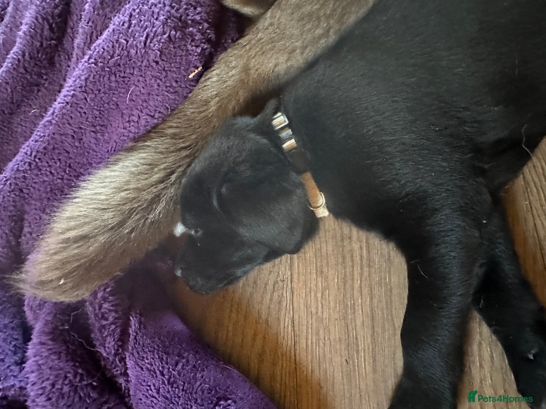 Labrador Retriever dogs for sale: 🔥 KC LABRADOR PUPPIES SILVER CHOCOLATE AND BLACK - Advert 35