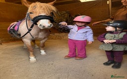 Welsh Section A horses for sale: Toni The Pony 10.3hh Mare 🦄 - Image 23
