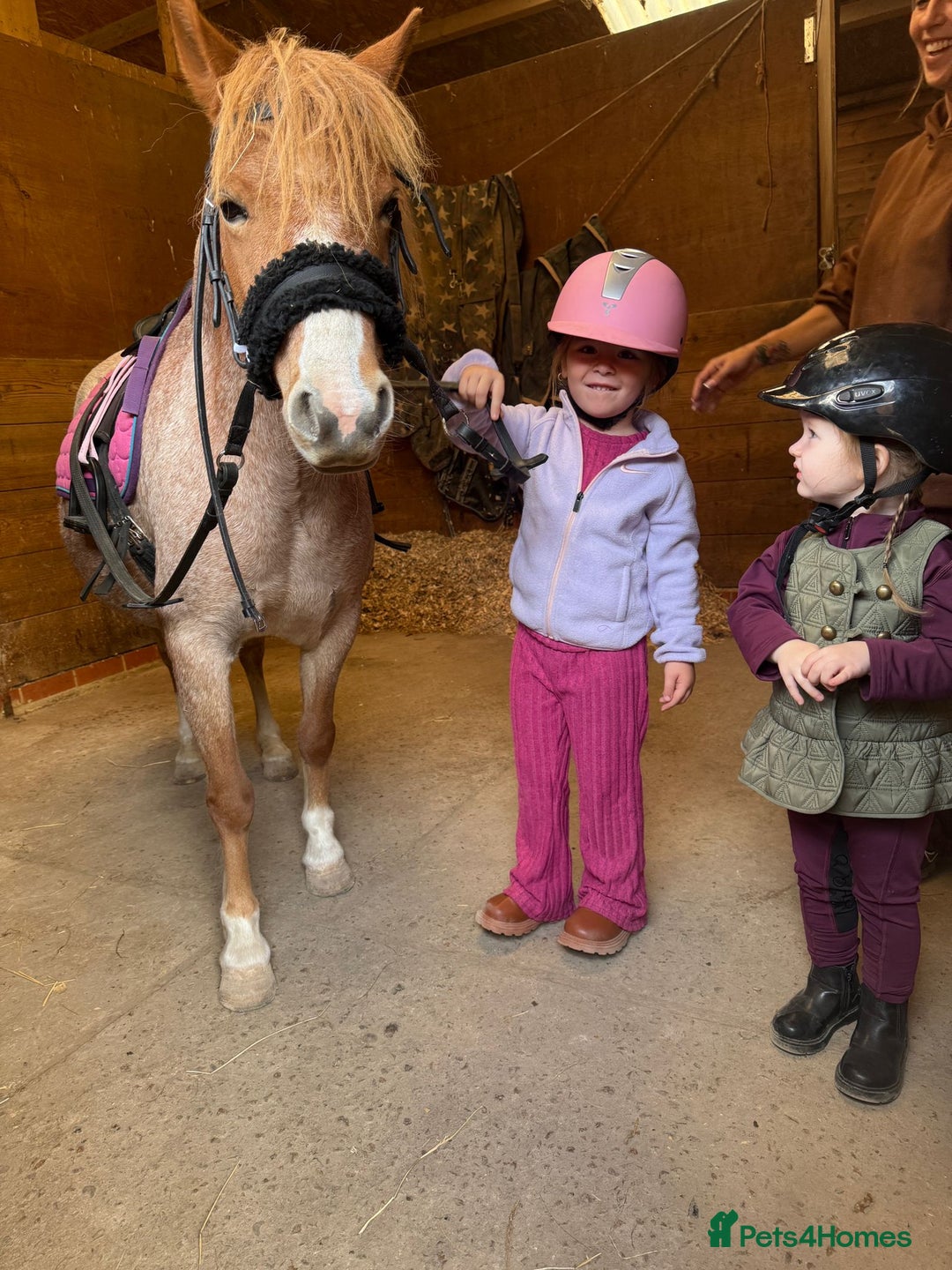 Welsh Section A horses for sale: Toni The Pony 10.3hh Mare 🦄 - Image 23