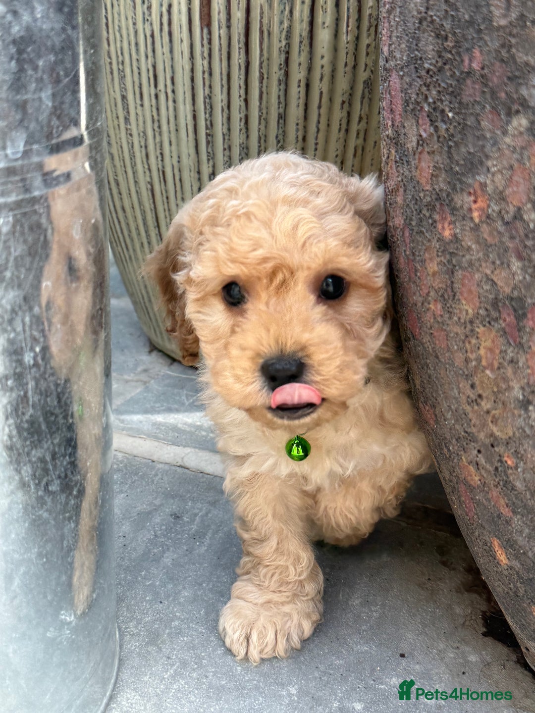 Cavapoo dogs for sale: Extensively Health Tested Apricot Cavapoo pups - Image 16