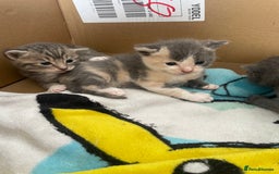 Mixed Breed cats for sale: 3 Beautiful Tabby Kittens  - Image 2
