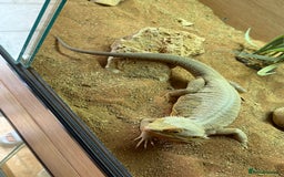Bearded Dragon reptiles for sale: Adult Male Bearded Dragon & Setup - Image 3