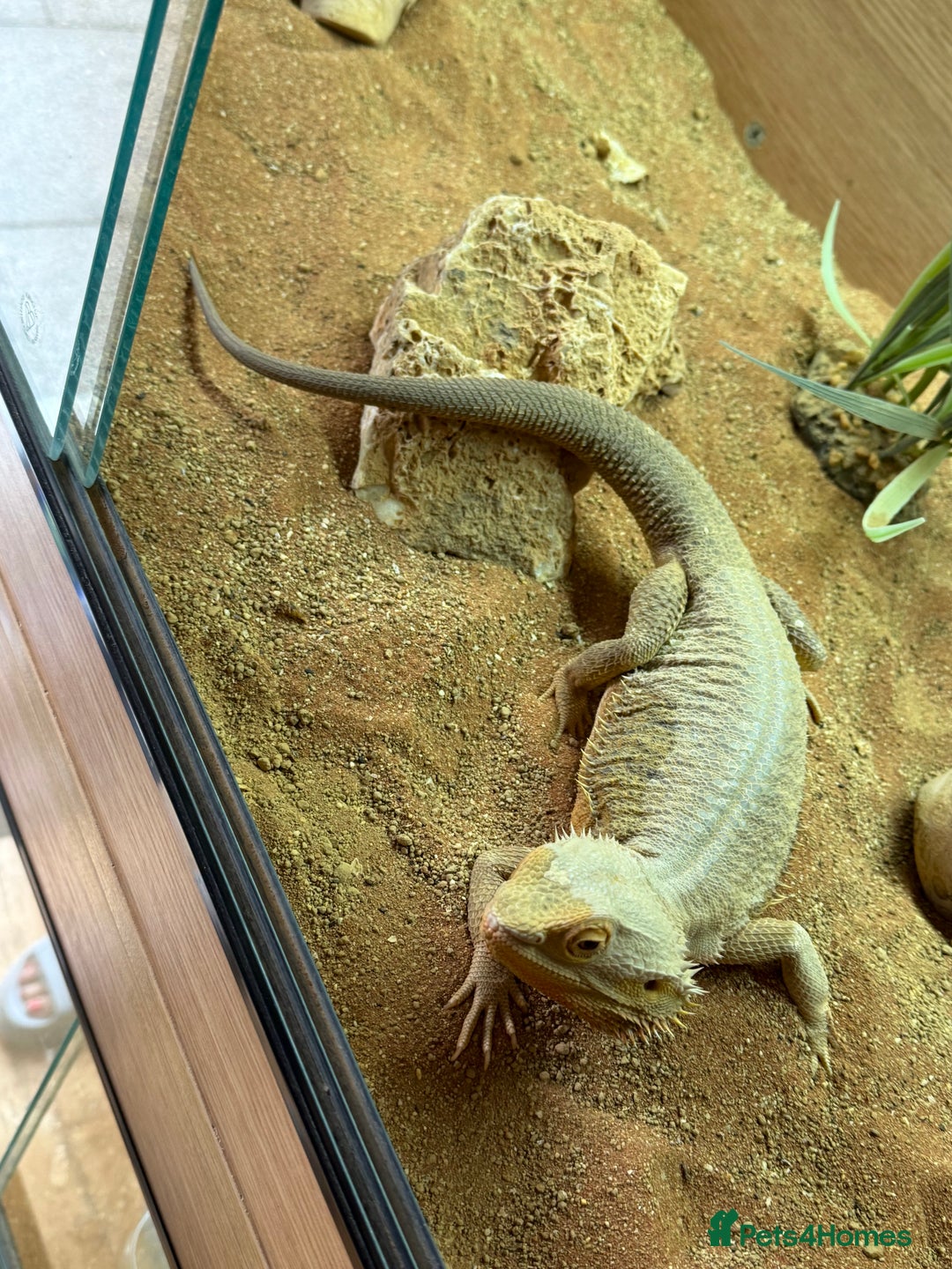 Bearded Dragon reptiles for sale: Adult Male Bearded Dragon & Setup - Image 3