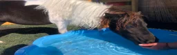 Shetland pony horses for sale: Diamond Shetland  - Advert 1