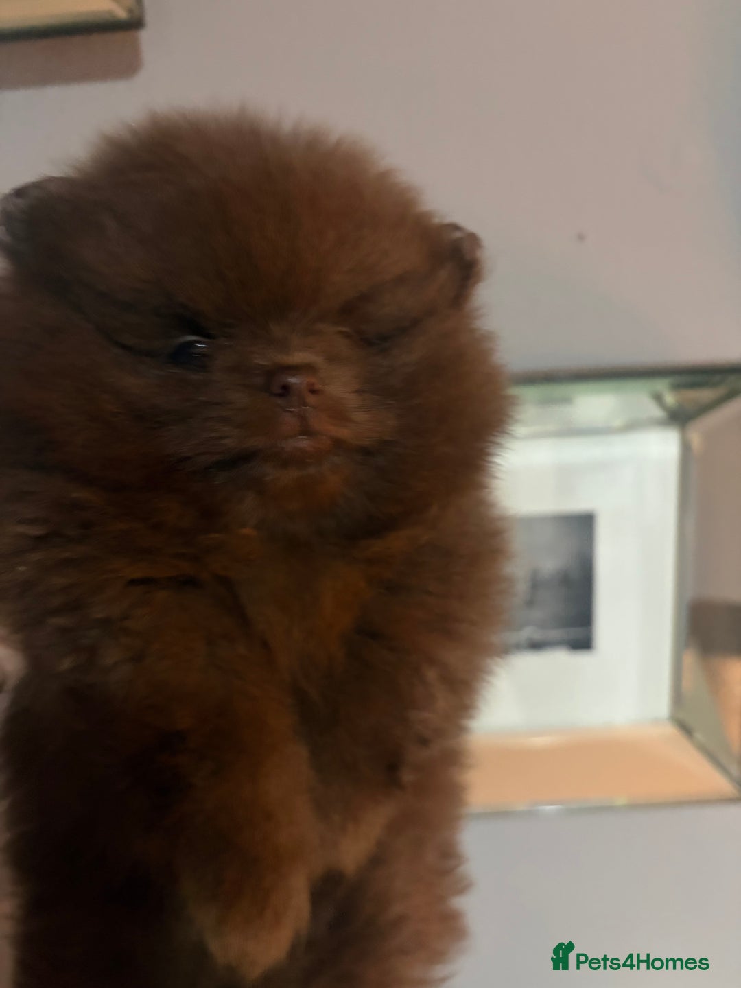 Pomeranian dogs for sale: 3 amazing teddy bear face puppies 🐻🐻🐻 - Advert 2
