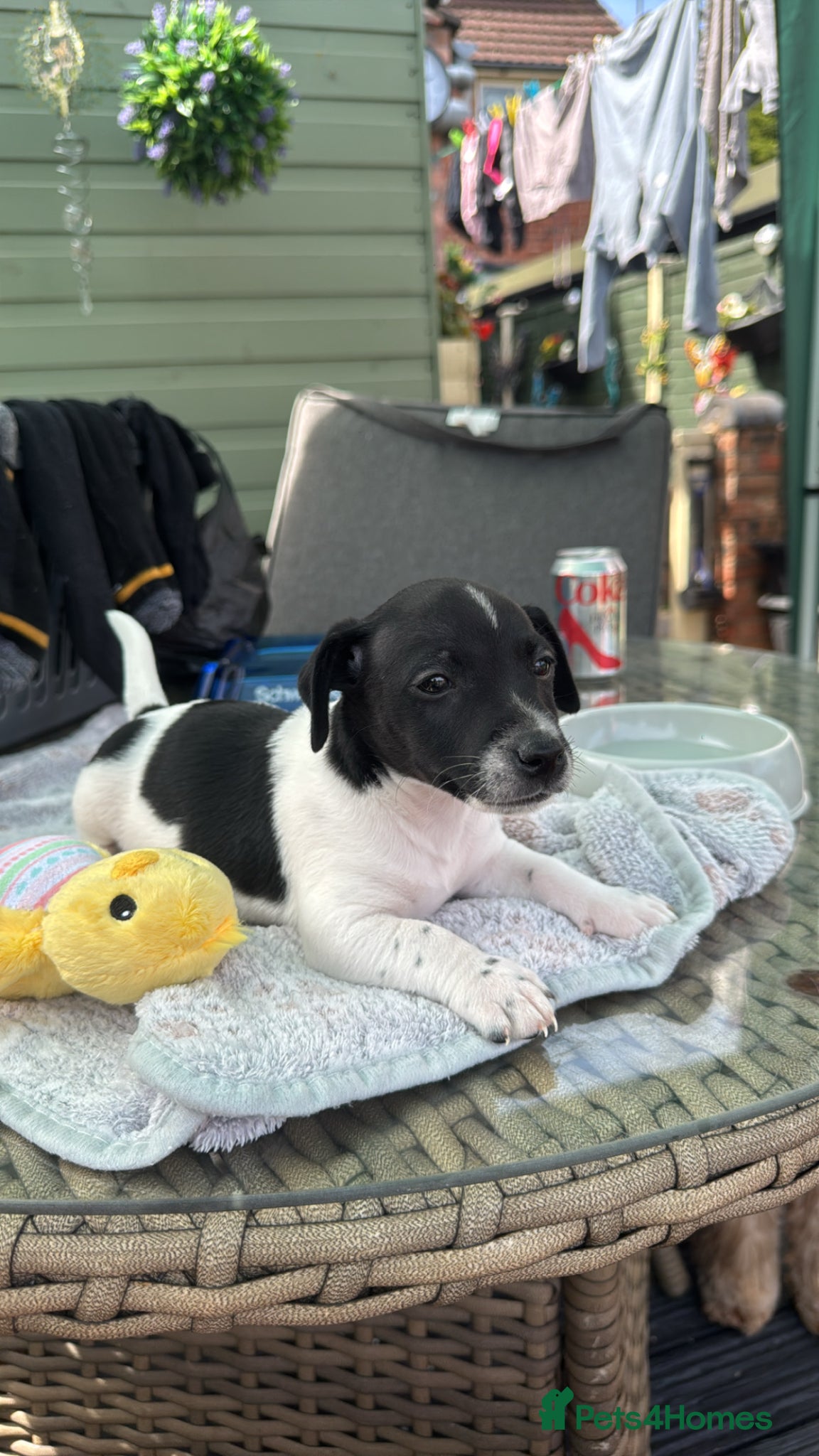 Jack Russell dogs Jack Russell pups *ready for new homes now* - Advert 5