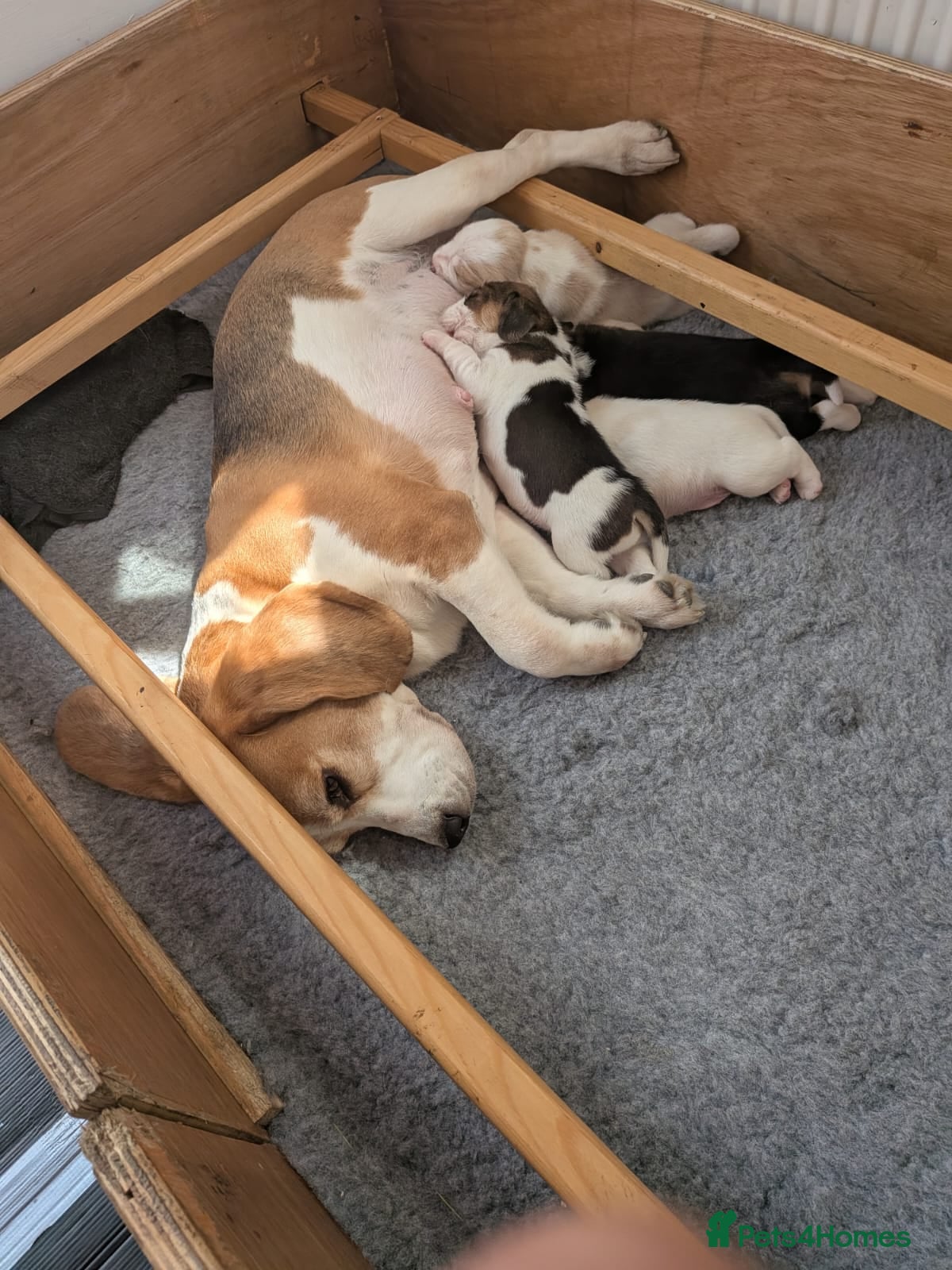 Beagle dogs Exceptional Breed Beagle Puppies - Advert 2