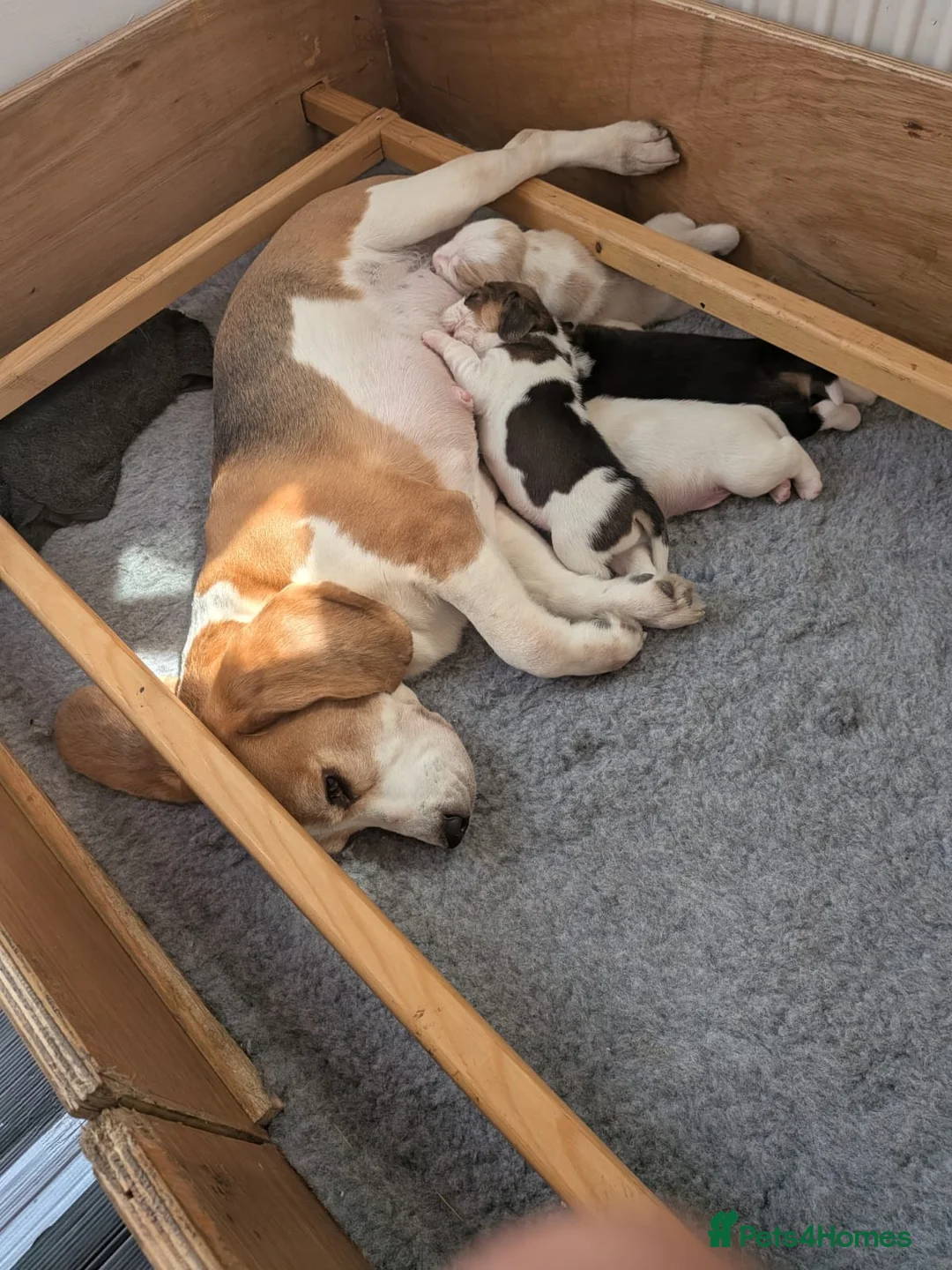 Beagle dogs for sale: Exceptional Breed Beagle Puppies in South Ockendon - Advert 2