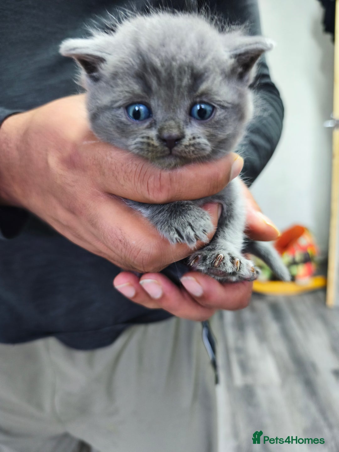 British Shorthair cats for sale: British short hair kittens - Advert 8