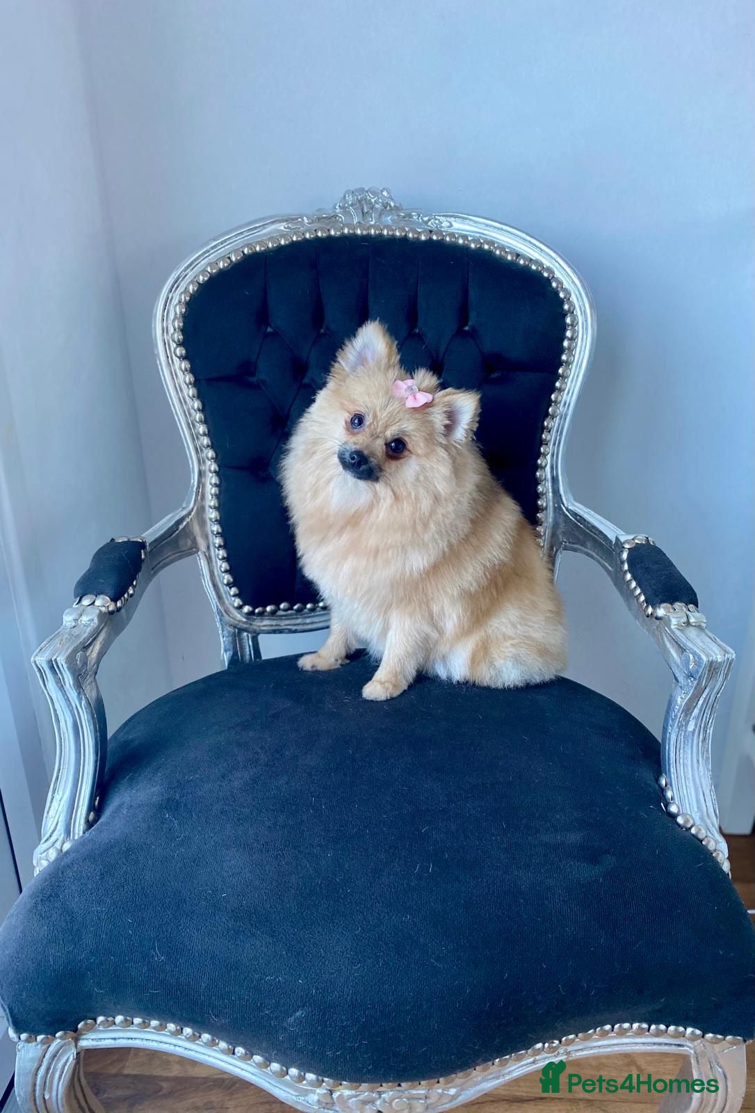 Pomeranian dogs Tiny female Pom  - Advert 14