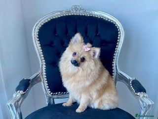 Pomeranian dogs Tiny female Pom - Advert 14
