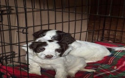 English Springer Spaniel dogs for sale: Stunning English springer spaniel puppies  - Image 6