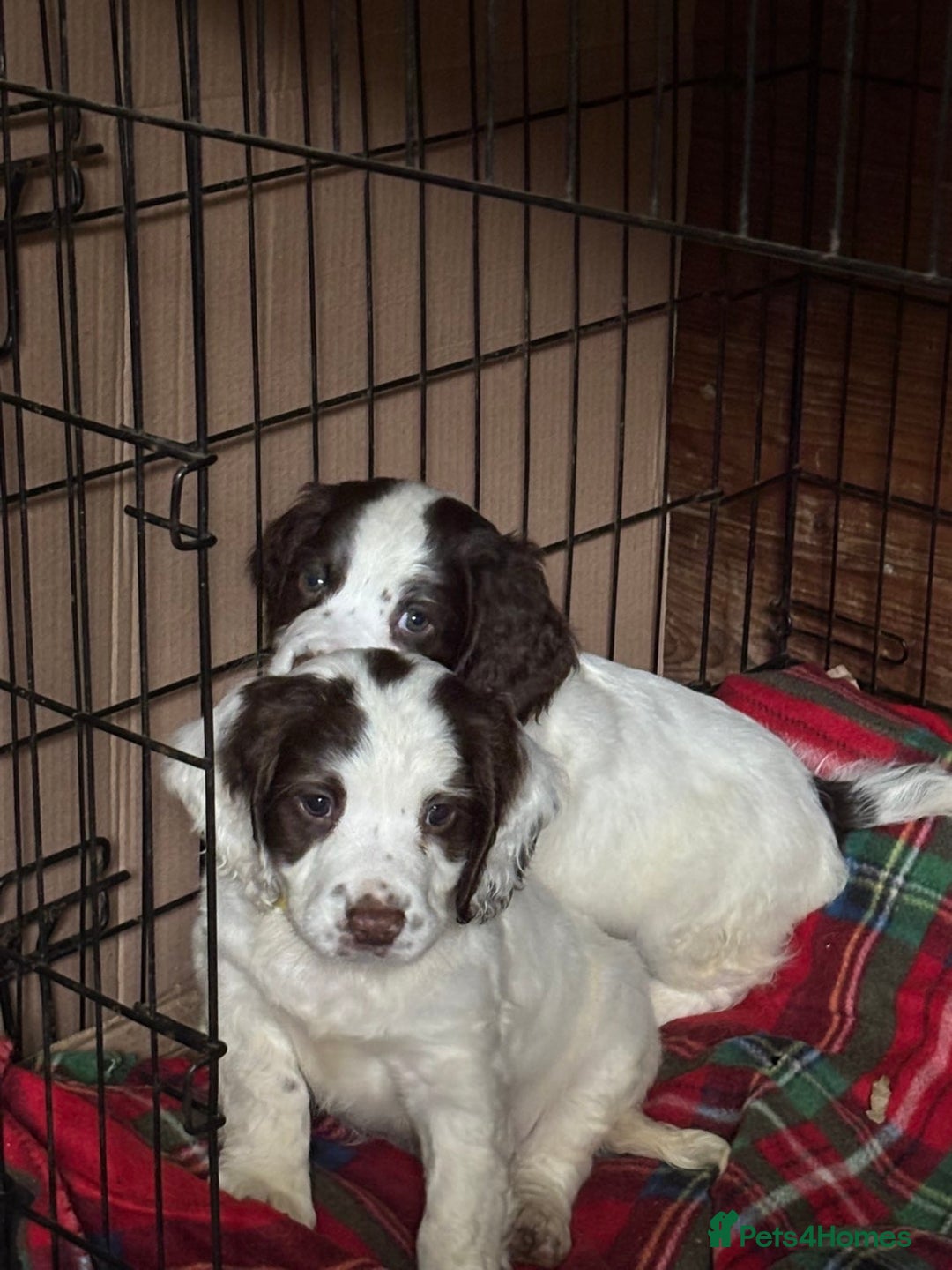English Springer Spaniel dogs for sale: Stunning English springer spaniel puppies  - Image 6
