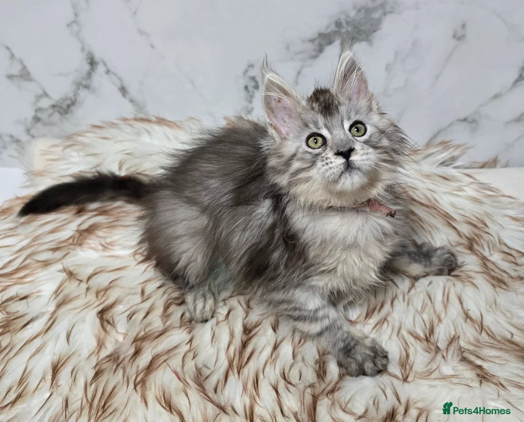 Maine Coon cats for sale: 4x Kittens MaineCoon Tica Registred  - Advert 2