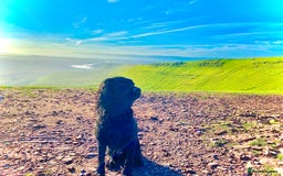 Cocker Spaniel dogs for sale: Beautiful working Cocker spaniel puppies  - Image 12