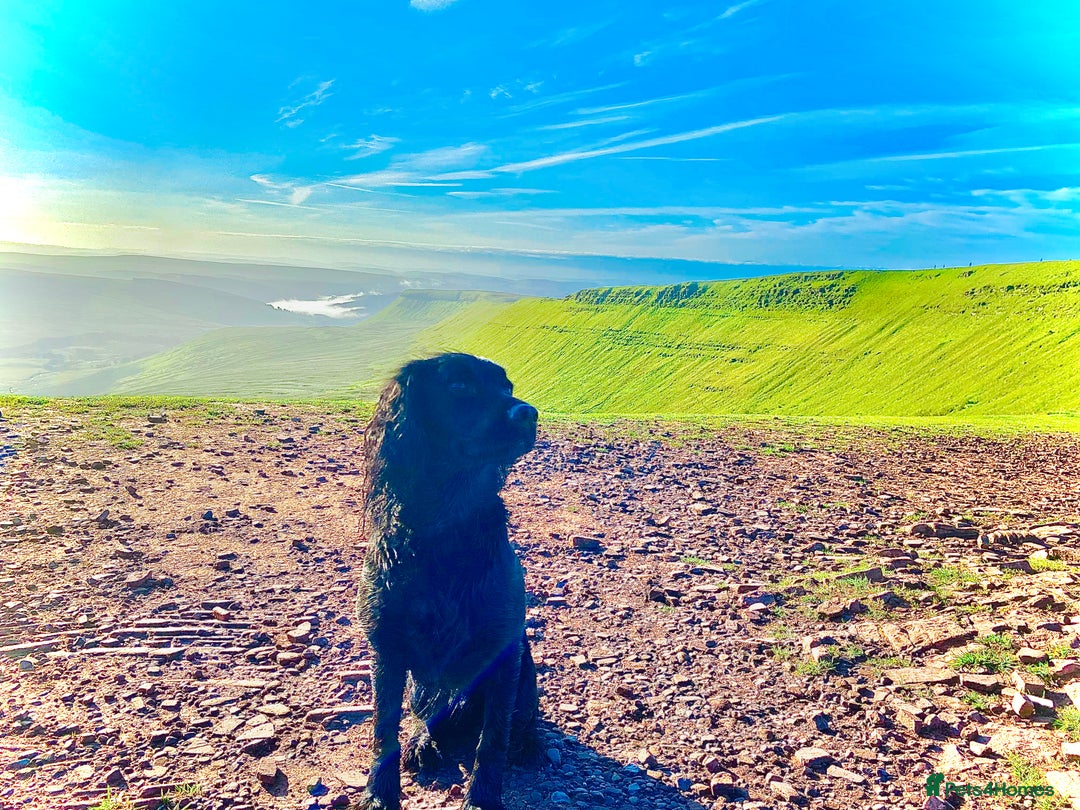 Cocker Spaniel dogs for sale: Beautiful working Cocker spaniel puppies  - Image 12