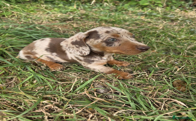 Miniature Dachshund dogs - Advert 1