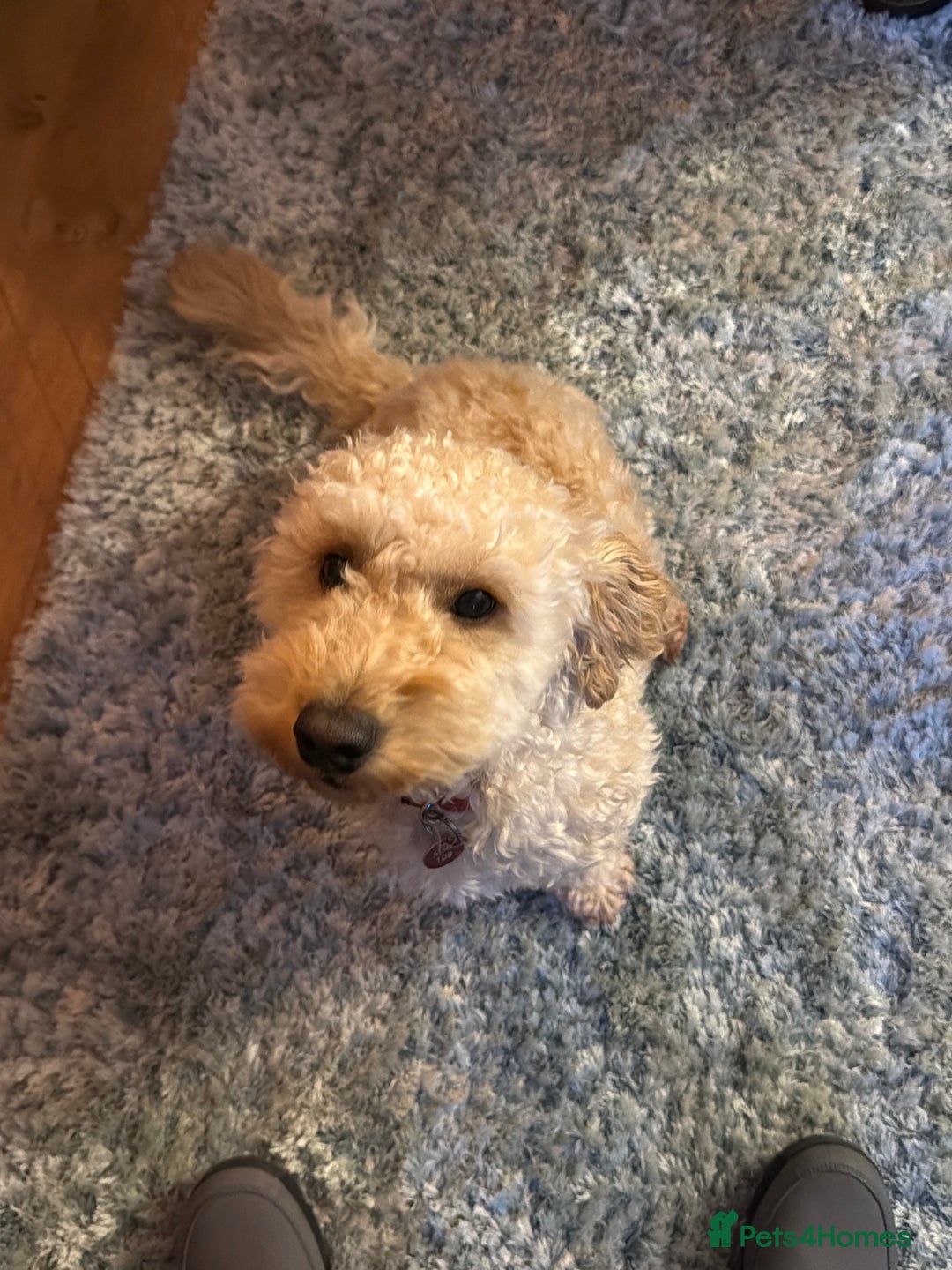 Mixed Breed dogs for sale: Mr Joseph Steel  - Advert 2