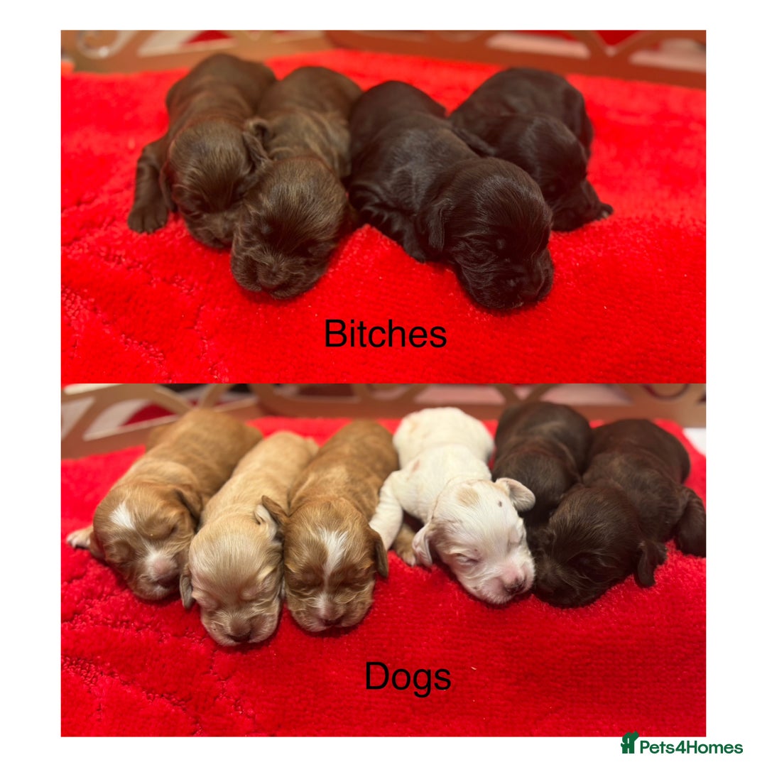 Cocker Spaniel dogs for sale: Working Cocker pups  - Advert 1