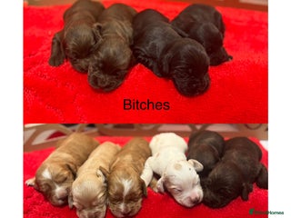 Cocker Spaniel dogs Working Cocker pups - Advert 8