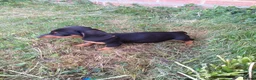 Miniature Dachshund dogs for sale:  boy dachshund Puppie ready to leave  - Advert 5