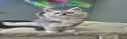Maine Coon cats for sale: Black smoke and Silver kittens - Advert 9