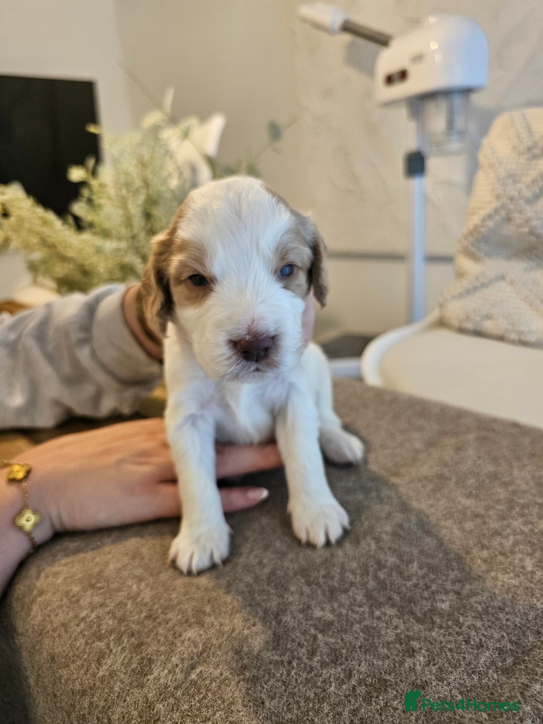 Cockapoo dogs for sale: Stunning cockapoo puppies - Image 8