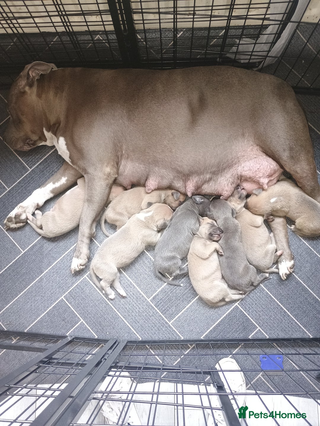 Mixed Breed dogs for sale: Bull cross suluki greyhound  - Image 2