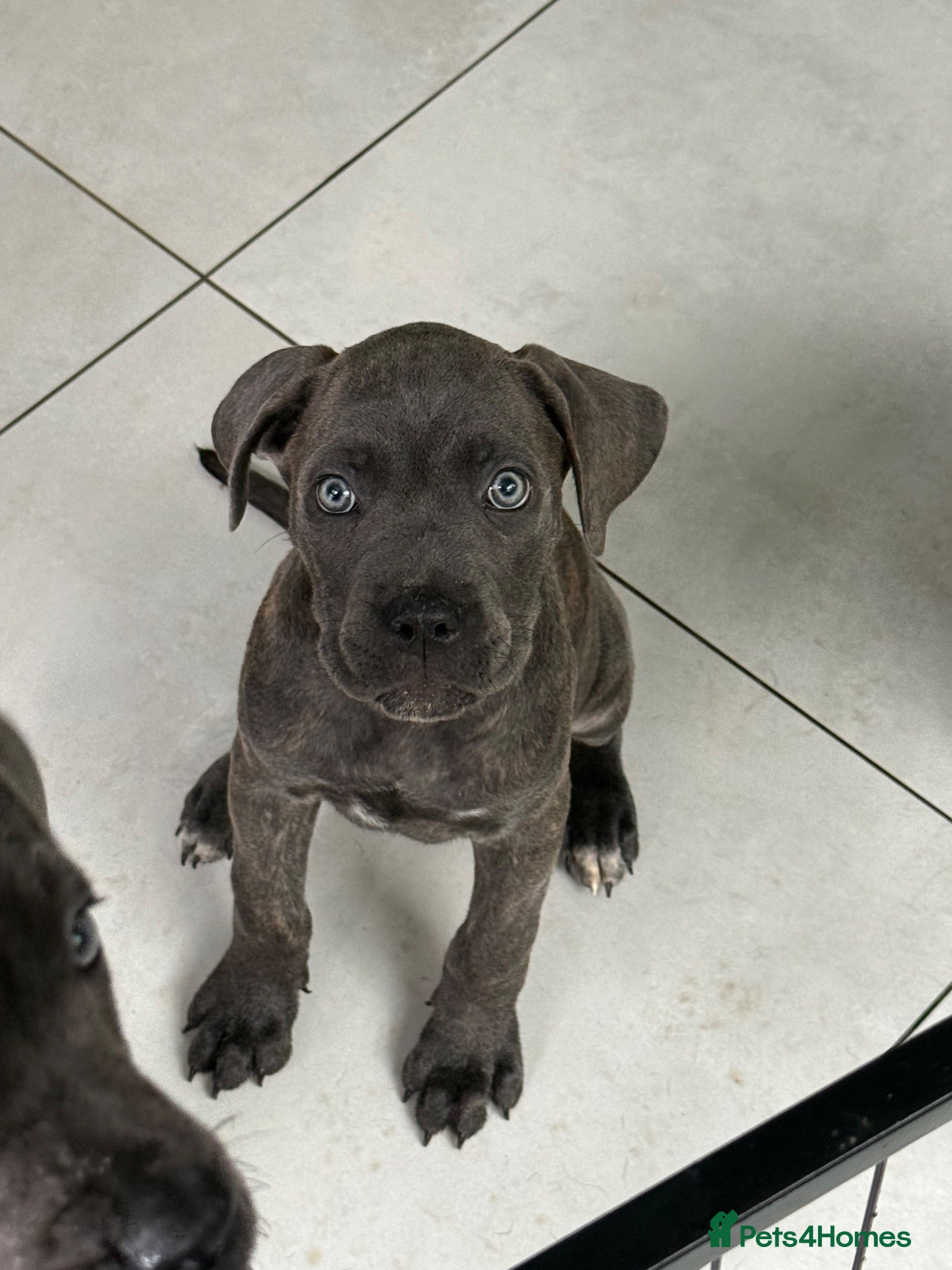 Cane Corso dogs Last 4 left looking for their forever 🏡!🥰 - Advert 1