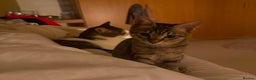 Mixed Breed cats for adoption: Muji & Sol - Affectionate & Chatty indoors pair - Advert 6