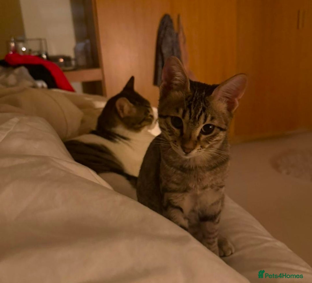 Mixed Breed cats for adoption: Muji & Sol - Affectionate & Chatty indoors pair - Advert 6