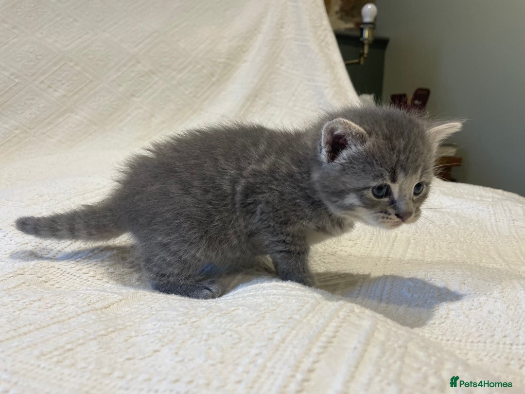 Maine Coon cats for sale: Maine coon x bsh. READY 14th BUT CAN HOLD - Advert 12