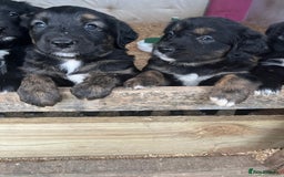 Mixed Breed dogs for sale: Golden retriever/Collie Mix pups - Advert 2