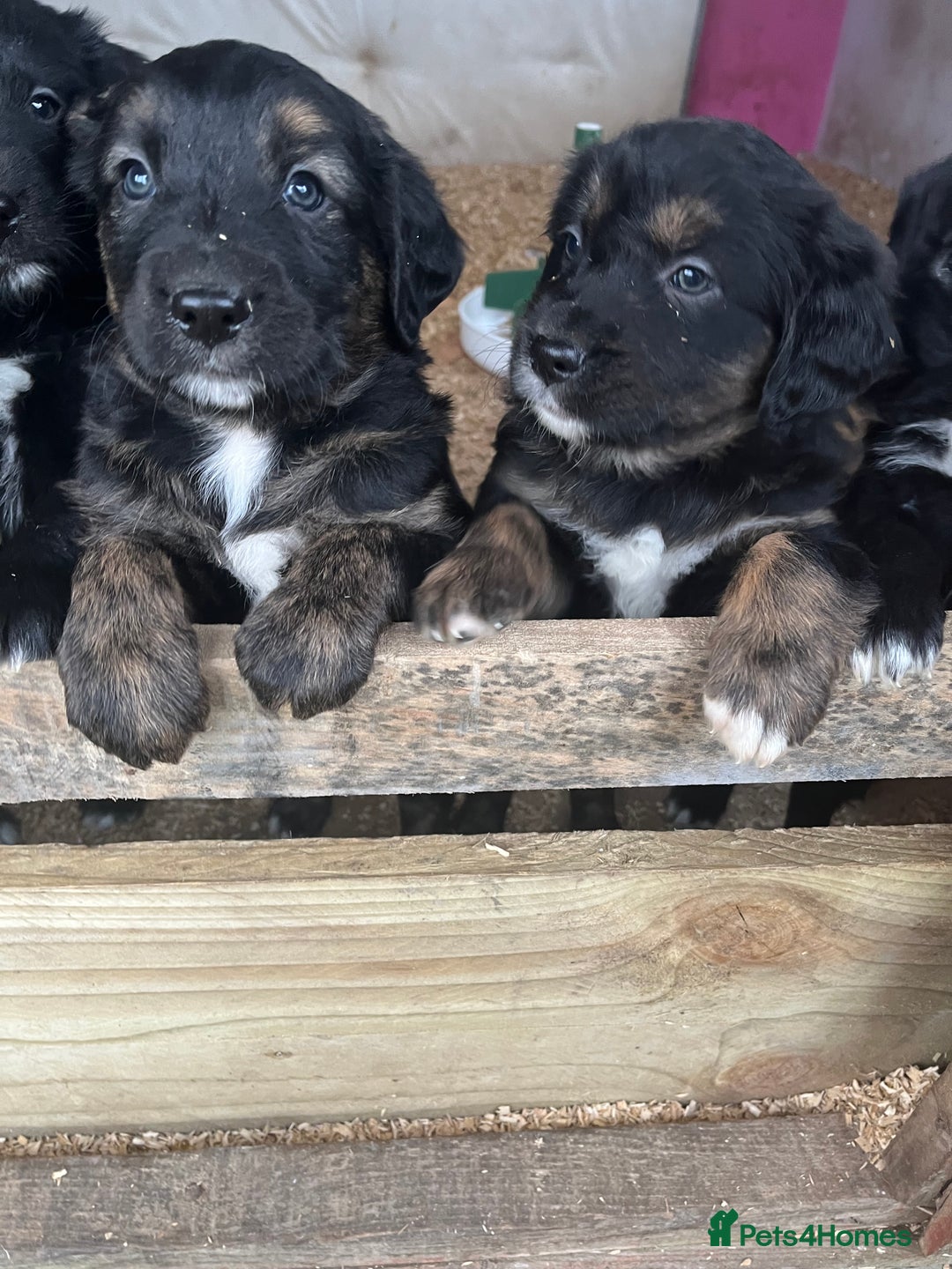 Mixed Breed dogs for sale: Golden retriever/Collie Mix pups - Advert 2