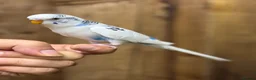 Budgerigars birds for sale: Baby budgies  - Advert 3
