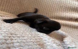 Pug dogs for sale: 7 Pug puppies  - Image 11