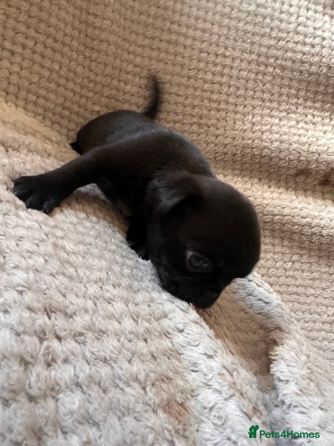 Pug dogs for sale: 7 Pug puppies  - Image 11