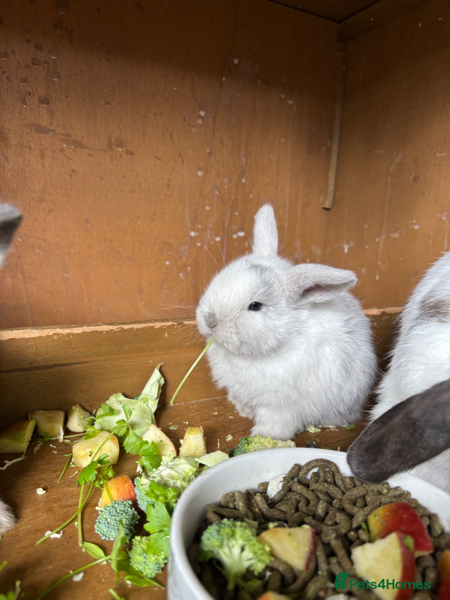 Mini Lop rabbits 3 mini lops  - Advert 14