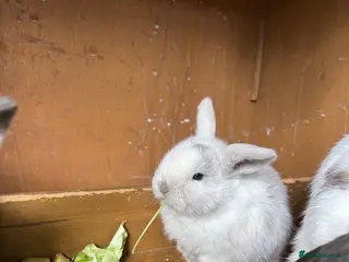 Mini Lop rabbits mini lops - Advert 1
