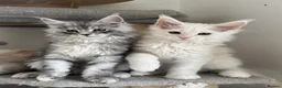 Maine Coon cats for sale: Stunning litter of Maine coon babies!  - Advert 6
