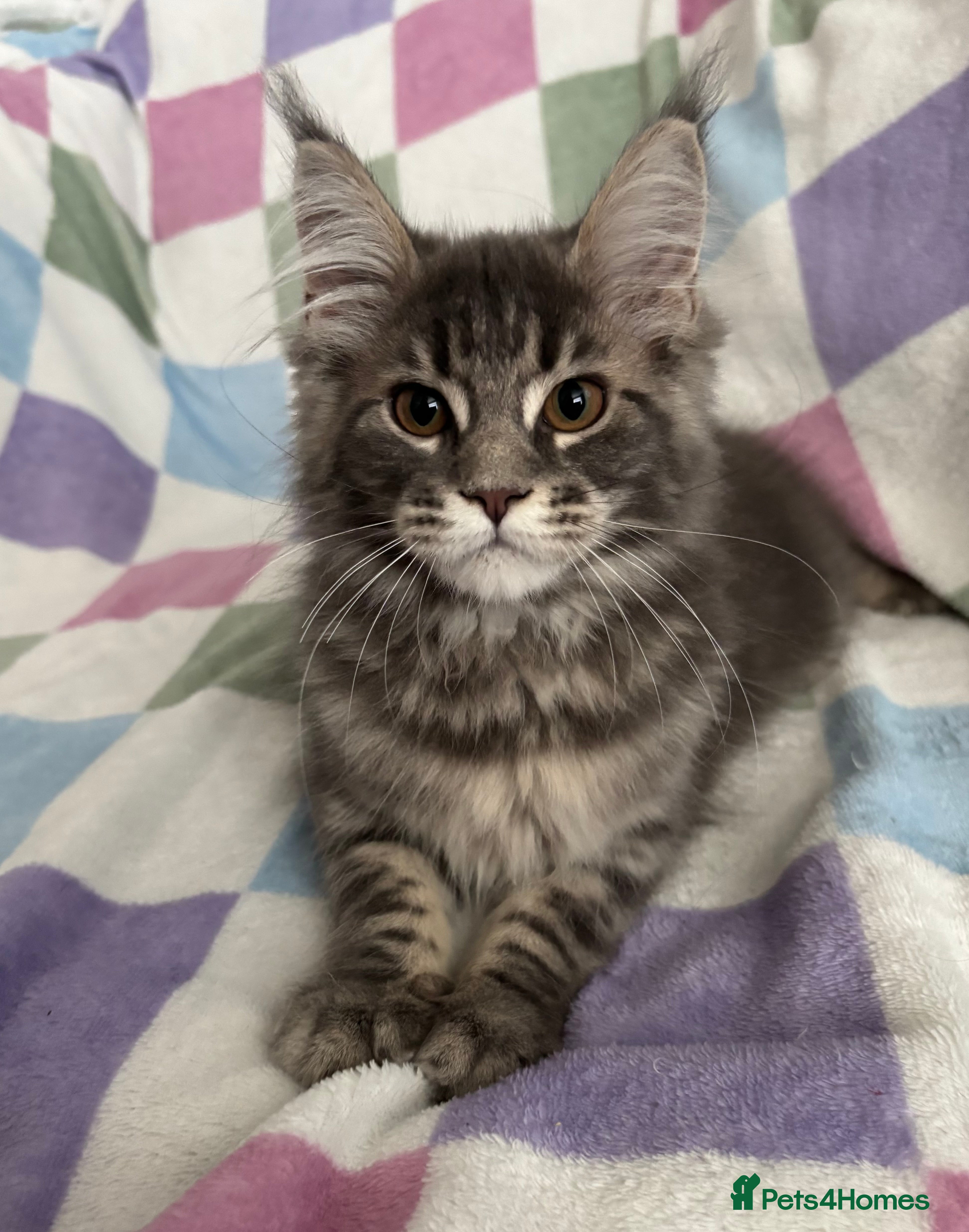 Maine Coon cats STUNNING TICA REG HEALTH TESTED PEDIGREE KITTENS  - Advert 2