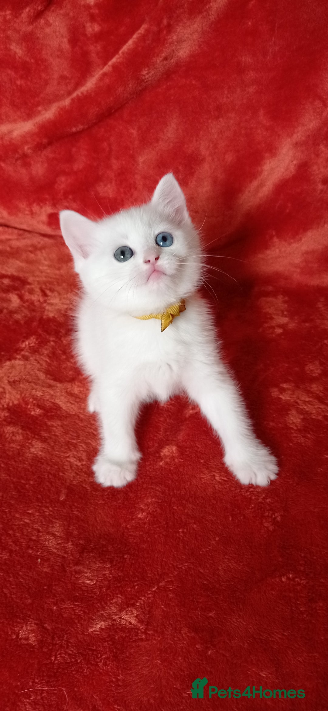 Mixed Breed cats for sale: British shorthair &Ragdoll mix - Advert 14