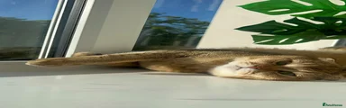 Simba